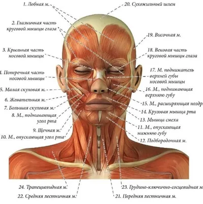 Коррекция мимики и омоложение - pro.bhub.com.ua