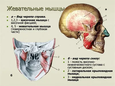 Dr.Liya_Makarova - Процедура «ХУДОЕ ЛИЦО» результат ДО и ПОСЛЕ  #докторлиямакарова_до_и_после Гипертонус жевательных мышц нижней челюсти  часто приводит к расширению и утяжелению лица. Мощные мышцы нижней челюсти  делают лицо квадрантным, грубым, тяжелым ...