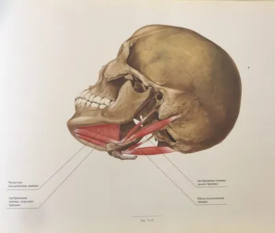 Жевательная мышца | Массаж.ру