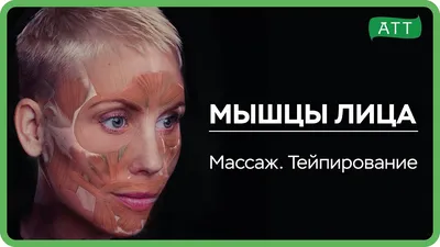 О жевательных мышцах. Как влияет на здоровье тонус жевательных мышц?