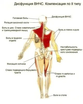 Схема анатомии мышц лица и шеи при тейпировании — статьи от эксклюзивного  дистрибьютора кинезиотейпов BBTape