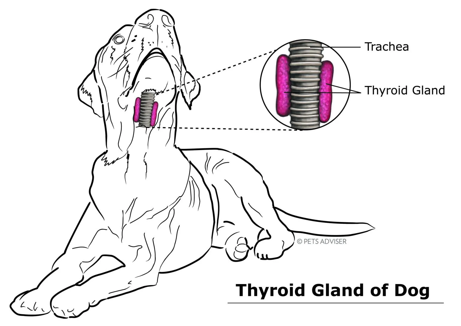 Гипотиреоз у собак. Щитовидная железа у собаки анатомия. Строение трахеи собаки. Расположение щитовидной железы у собак. Трахеальный рефлекс у собак.