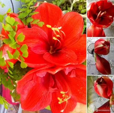 Гиппеаструм - «Самый крупный цветок порадует вас в зимнее время!» | отзывы