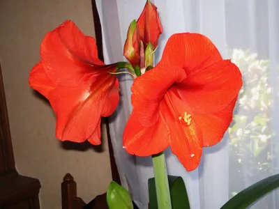 Украшаем интерьер к празднику - Гиппеаструм | Новости | Интернет-магазин  орхидей и декоративных цветов в Москве. У нас вы можете купить орхидеи с  доставкой.