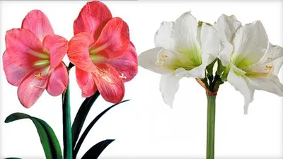 Амариллис и гиппеаструм отличие цветение и уход
