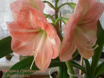 Выращивание гиппеаструма как увлечение - Комнатные цветы гиппеаструм: фото