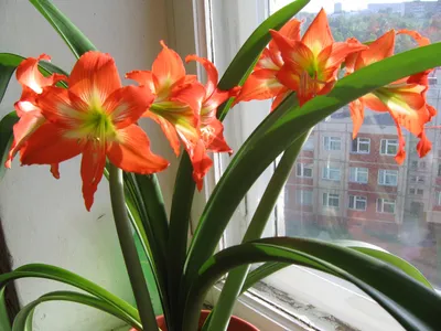 Гиппеаструм - приметы и суеверия: можно ли держать его дома, к чему цветет  комнатное растение, в том числе в декабре, а также другие народные поверья,  связанные с этим цветком