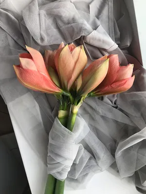 bouquet, цветы, картинки амариллис акварель, тюльпаны, гиппеаструм бутоны  фото, амариллис оранжевый, Флористика на свадьбу Москва