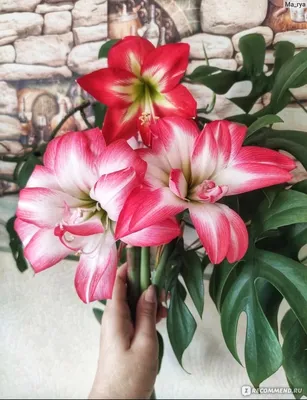 Гиппеаструм - «Самый крупный цветок порадует вас в зимнее время!» | отзывы