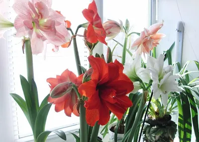 Цветок гиппеаструм (59 фото): комнатный, садовый, когда сажать махровый,  каталог видов и сортов, посадка, уход, видео