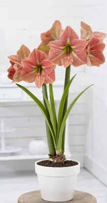 Подружитесь с гиппеаструмом, и он периодически будет радовать вас большими  красивыми цветками