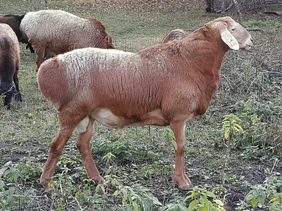 Гиссарские овцы фото