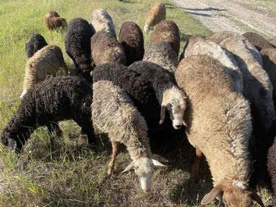 Гиссарские овцы, продаю баранчиков на племя - Запорожская обл — Agro-Ukraine