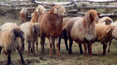 Гиссарские овцы фотографии
