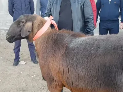 Больше \"Гиссара\", дороже двух миллионов — видео о новой породе овец  \"Арашан\" - 07.05.2021, Sputnik Кыргызстан