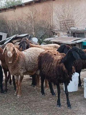 Разведение ордабасинской породы овец, Казахстанский опыт - Аграрная  социальная сеть