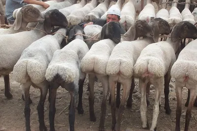 Продам гиссарский баран, купить гиссарский баран, Белгородская обл —  Agro-Russia