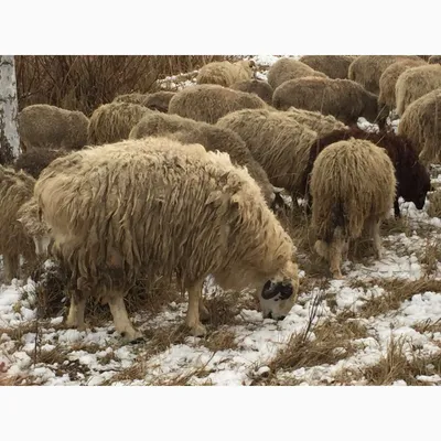 Фото к объявлению: гиссарский баран — Agrotorg