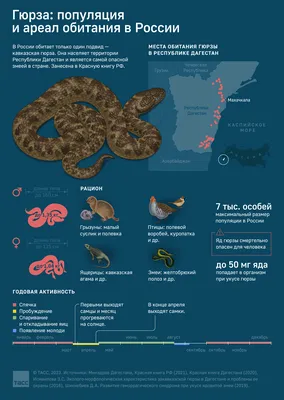 Гюрза: самая ядовитая змея России - Инфографика ТАСС