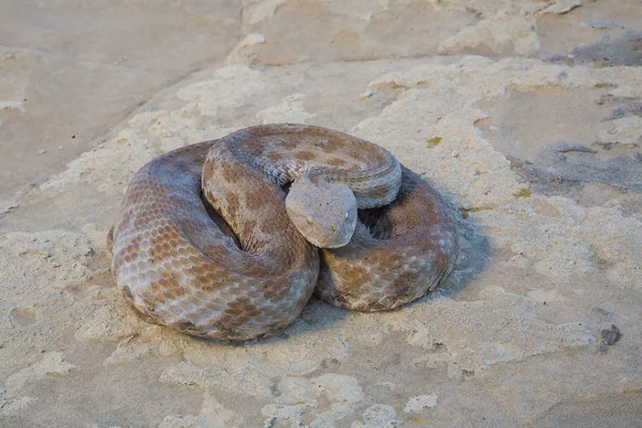 Гюрза в дагестане фото. Гюрза Vipera lebetina. Гюрза Закавказская. Гадюка Гюрза. Кавказская Гюрза змея.