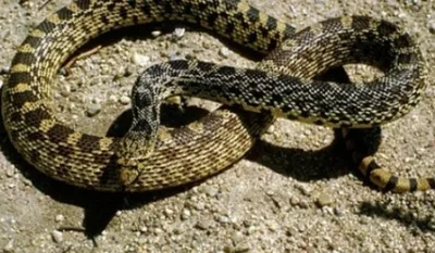 Герпетофауна Поволжья - Укус закавказcкой гюрзы (Macrovipera lebetina  obtusa)