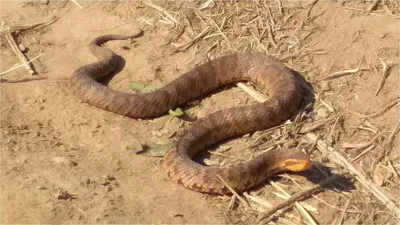 Гюрза (Macrovipera lebetina)