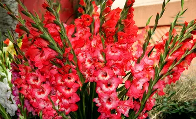Фото красные цветок Гладиолусы Много