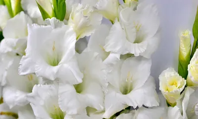 Картинка цветы, гладиолусы, белые 1280x768 скачать обои на рабочий стол  бесплатно, фото 368772