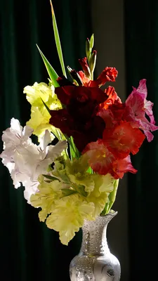 Фотографии букет цветок Гладиолусы 1080x1920