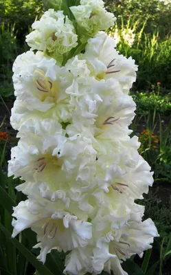 Самые красивые гофрированные гладиолусы | Аgro-Мarket24 – помощник садовода  | Дзен