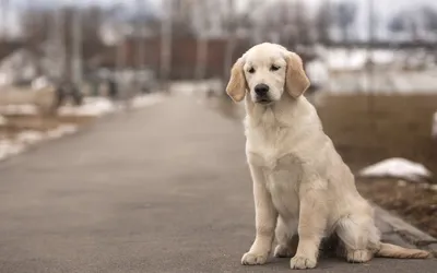 Гладкошерстный ретривер (Прямошерстный ретривер) / Flat-Coated Retriever -  PetsPoint.ru