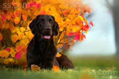 Черная гладкошерстная собака - 66 фото