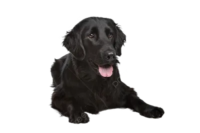 Фотографии к статье: Гладкошерстный ретривер (Flat Coated Retriever) /  Советы по уходу и воспитанию породы собак, описание собаки, помощь при  болезнях, фотографии, дискусии и форум.