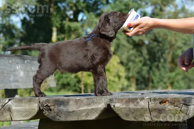 Новошотландский ретривер (Nova Scotia Duck Tolling Retriever) (Породы  собак) новошотландский ретривер фото, новошотландский утиный ретривер,  новошотландский ретривер купить, новошотландский ретривер толлер  Энциклопедия о животных EGIDA.BY