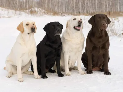 Фотографии к статье: Гладкошерстный ретривер (Flat Coated Retriever) /  Советы по уходу и воспитанию породы собак, описание собаки, помощь при  болезнях, фотографии, дискусии и форум.