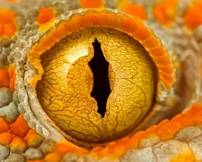 Глаза ящерицы фото