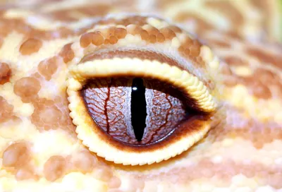 Ящерица Глаза — стоковые фотографии и другие картинки Глаз животного - Глаз  животного, Горизонтальный, Дикие животные - iStock