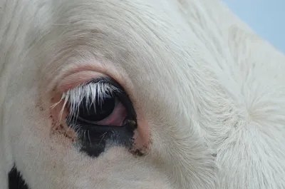 Глаза коровы фото