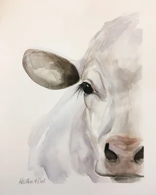 4 лет близких Holstein глаза коровы старых поднимающих вверх Стоковое Фото  - изображение насчитывающей скотины, позвоночный: 14886248