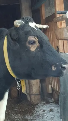 глаз коровы стоковое изображение. изображение насчитывающей зрачок -  12227161