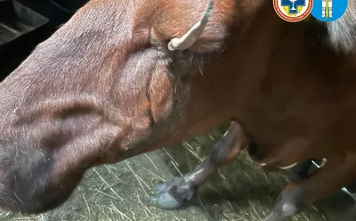 Ветеринар из Чувашии вытащил из глаза коровы огромный железный крюк