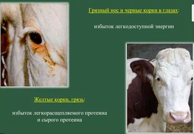 Почему появился нарост в уголке глаза коровы?