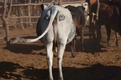 В Чувашии ветеринар вытащил из глаза коровы часть железного замка - ГТРК  Чувашия