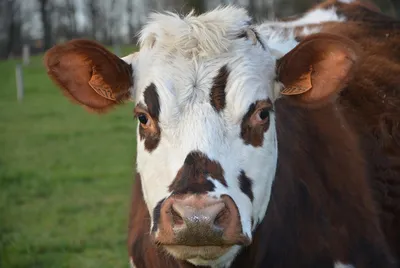 Глаза ` s икры коровы стоковое фото. изображение насчитывающей корова -  84300146