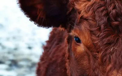 Почему у коров идут слезы из глаз?