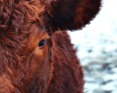 Корова повредила глаз нижегородскому ветеринару во время прививки |  Информационное агентство «Время Н»