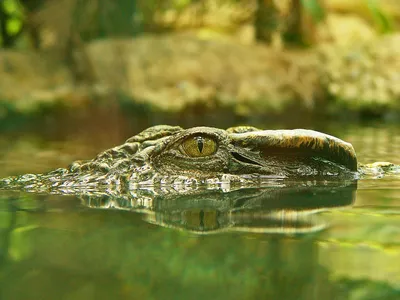 Глаза крокодила фото