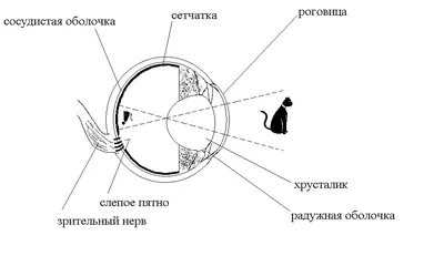 Лошадиные глаза - 74 фото