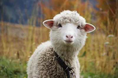Глаза овцы фото