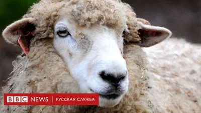 картинки : Дикая природа, Пастбище, овца, Млекопитающее, Фауна, ягненок,  глаза, Позвоночный, овцы, Крупный рогатый скот, как млекопитающее,  Коровьего козла 4752x3168 - - 729521 - красивые картинки - PxHere